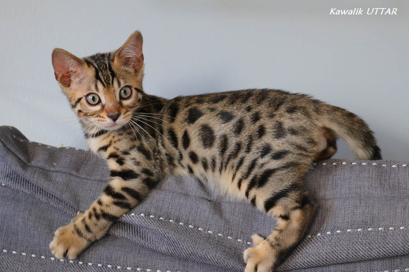 BENGAL BROWN 